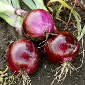 Ruby Red Onion Seeds