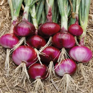Southport Red Globe Onion Seeds