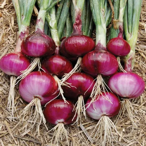 Southport Red Globe Onion Seeds