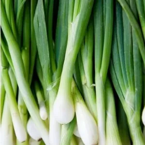 Tokyo Long White Onion Seeds